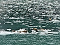 Alaska Wildlife-70